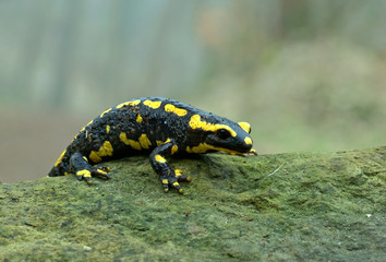 Feuersalamander