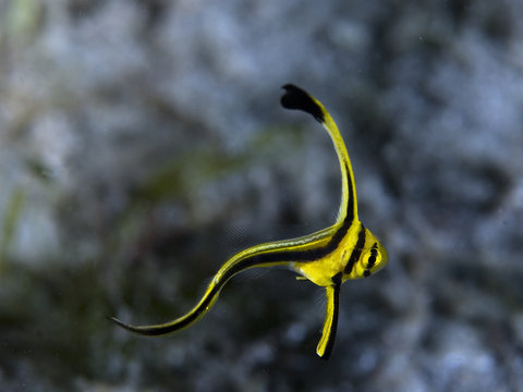 Juvenile Jackknife Fish-Equetus lanceolatus