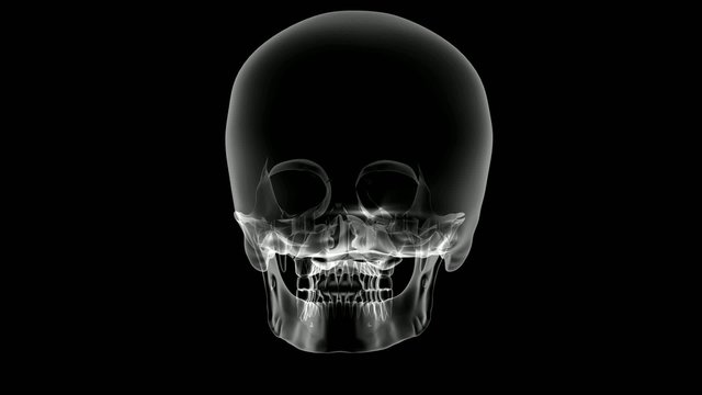 Skull 3d trasparent spinning