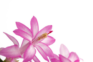Obraz na płótnie Canvas Różowy i biały kwiat kaktus