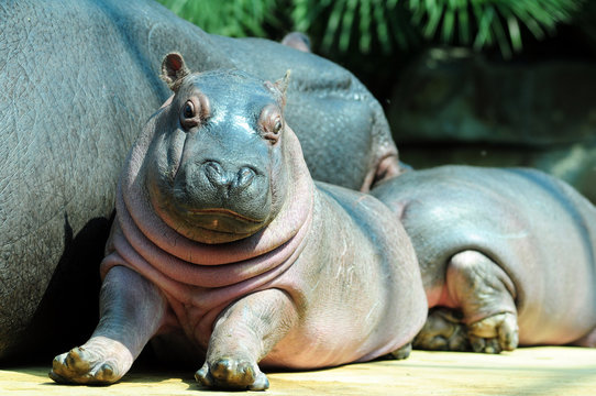 Baby hippo and his mom, cooling relax