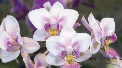 Fototapeta na wymiar Grupa Orchid Oncidium