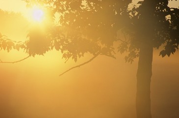 Obraz na płótnie Canvas Sunburst through tree