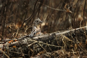 Prairie chicken