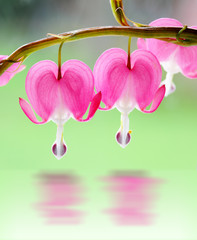 Two Bleeding Hearts
