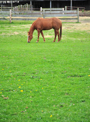 Fototapeta premium Horse grazing in the grass.