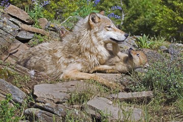 Obraz premium Wolf with her cub