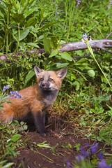 Obraz premium Baby fox at den site