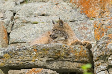 Young Canadian lynx on a rock ledge