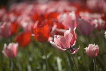 Pink and red tulips