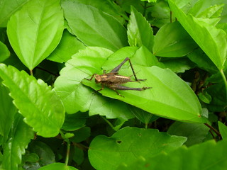 Cricket on a Bright Green Leaf in the Amazon Rainforest