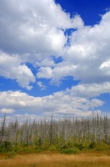 Cloudy sky over dead trees with new growth