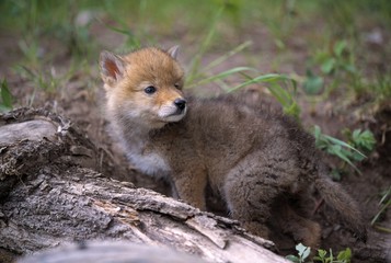 Coyote pup