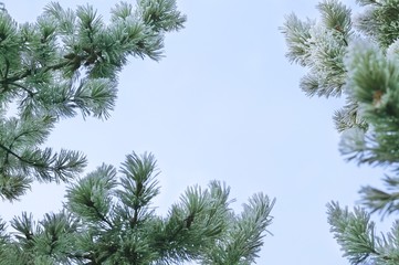 Obraz premium Pine branches