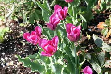 tulpen