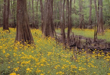 Trees and flowers