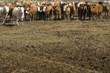 Herd of cattle