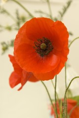 Fototapeta premium Red Poppies
