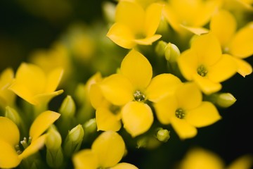 Yellow flowers