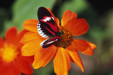 Butterfly on flower