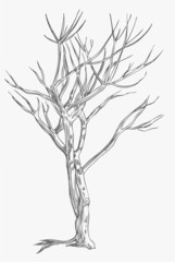 Bare Tree