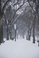 Snowy pathway