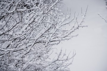 Fresh snowfall on branches