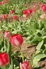 Many tulips