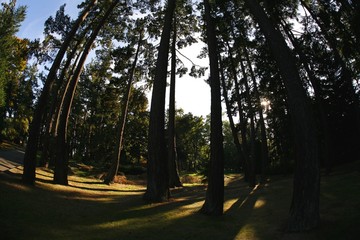 Towering cedar trees in Beacon Hill Park
