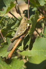 Locust perched on a branch in Spain