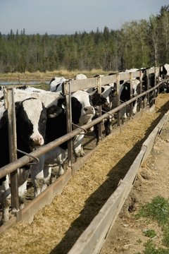 Cows at trough