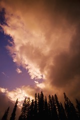 Silhouette of forest
