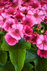 Pink flowers