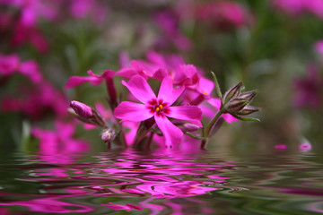 Blumen im Wasser