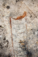 Animal fossil