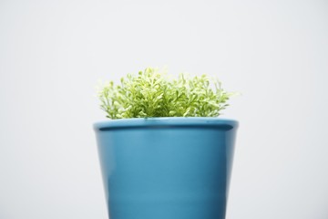 Plant in a blue pot