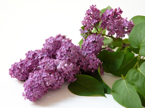 Flieder I