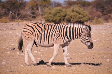 Fototapeta na wymiar Z?bres w Namibii