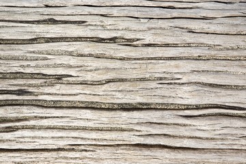 Fototapeta premium Wood