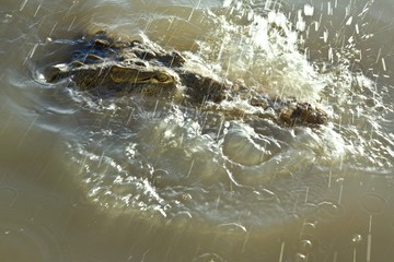 Crocodile splashing in water