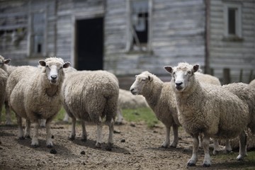 Sheep in front of old building