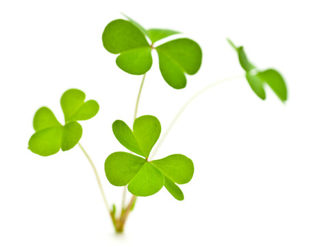 trèfle à 3 feuilles symbole de l'Irlande et de la Saint Patrick
