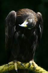 Golden eagle (Aquila chrysaetos)