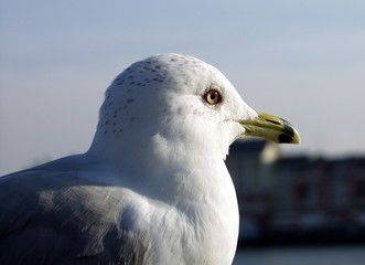 Möwe