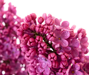 Liliac isolated on white