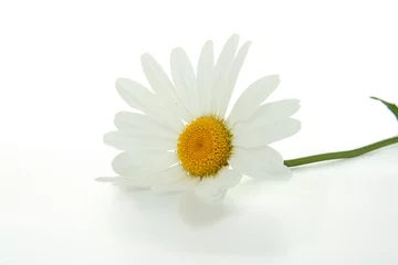 Photo sur Plexiglas Marguerites fleur des champs, marguerite