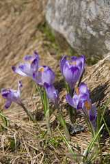Crocus flower and a stone