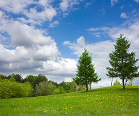 beautiful spring landscape, dandelion, and blue sky