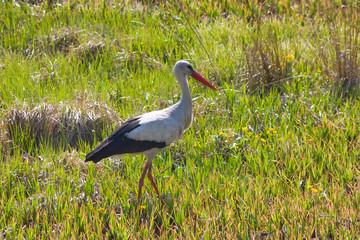 Fototapeta premium stork in the grass