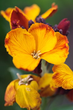 Blütendetail: Goldlack / Cheiranthus cheiri [h]